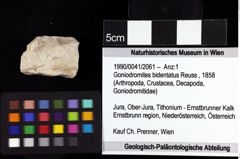 Foto (Objket + Etiketten) von Goniodromites bidentatus (Reuss, 1858) 